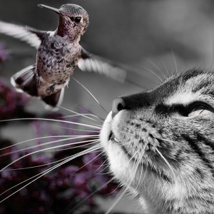 Dierenkliniek De Berg - kids - spreekwoorden en dieren