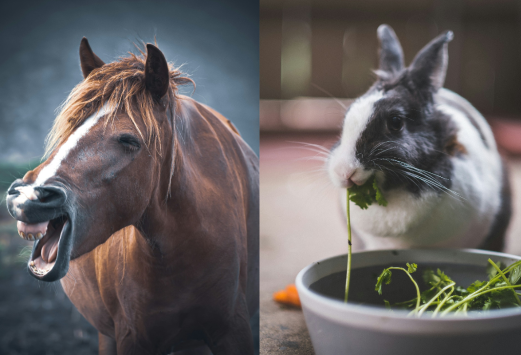 paard en konijn
