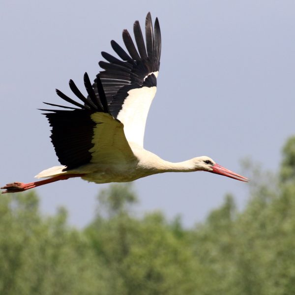 Vraag van de maand: Juni