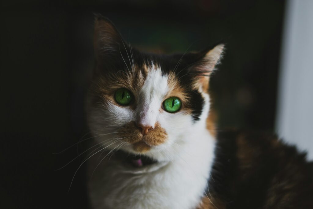 kattencastratie project