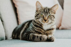 kat liefde