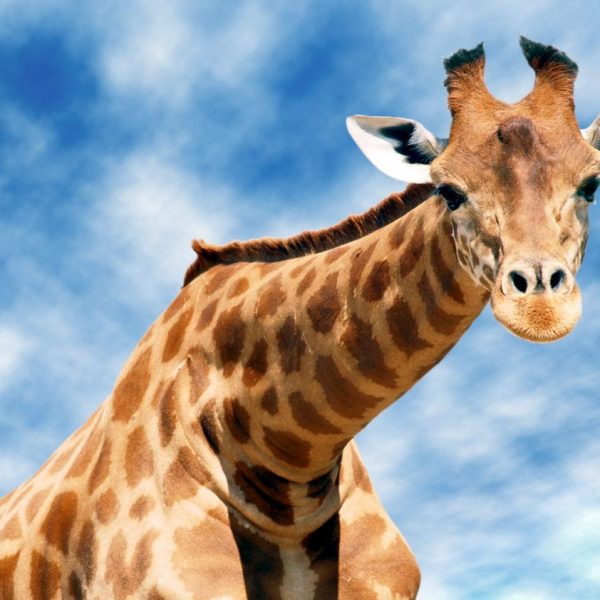 Giraffe weetjes