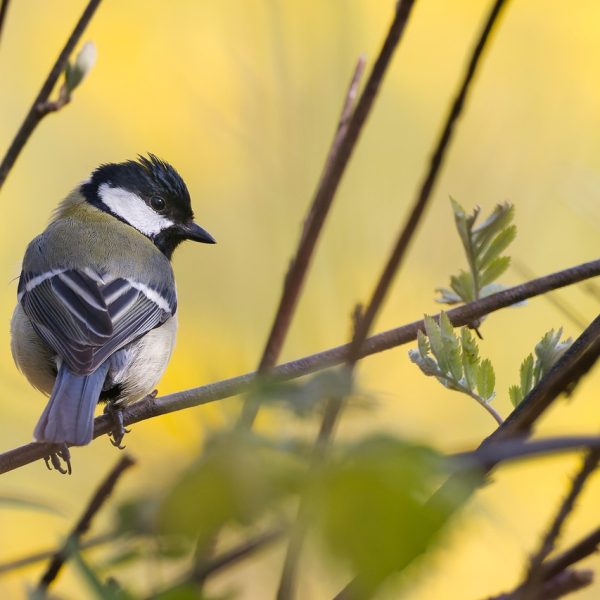 Vraag van de maand: Mei