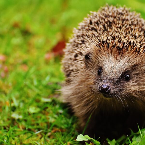 Vraag van de maand: september