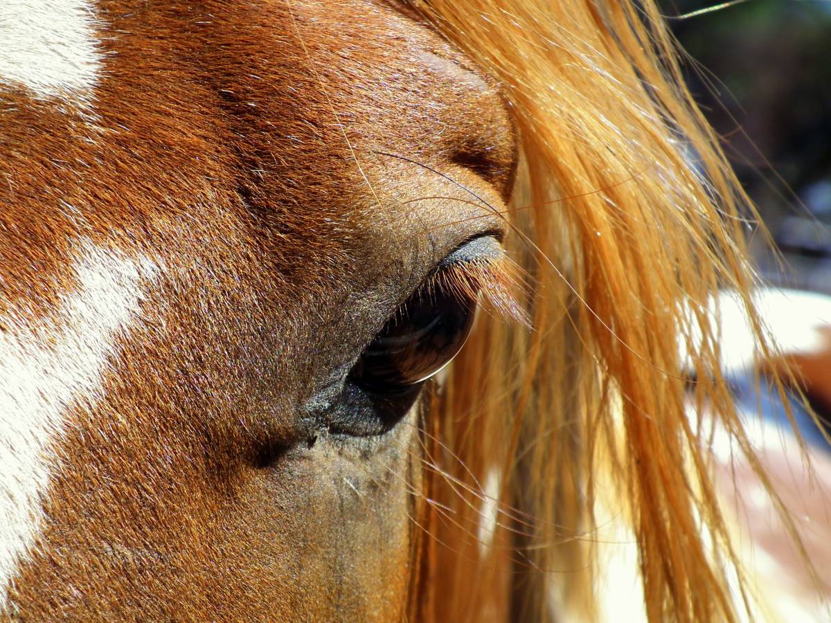 Equine Infectieuze Anemie (EIA) bij het paard