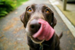 hond wormen