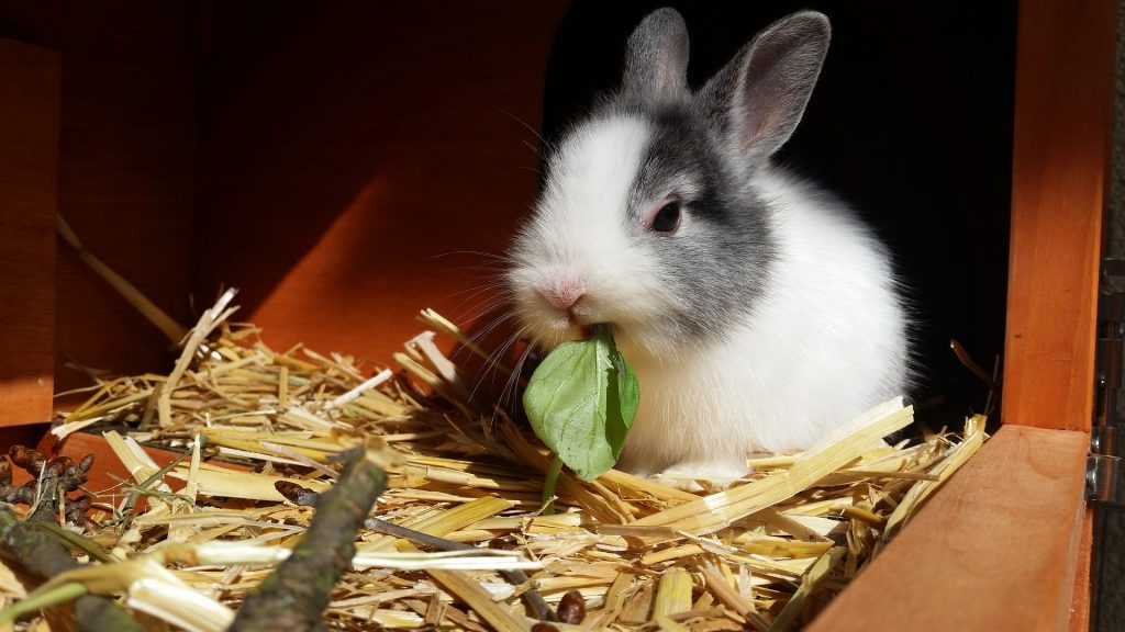 Wat mijn konijn eten aan groente en - Dierenkliniek De Berg
