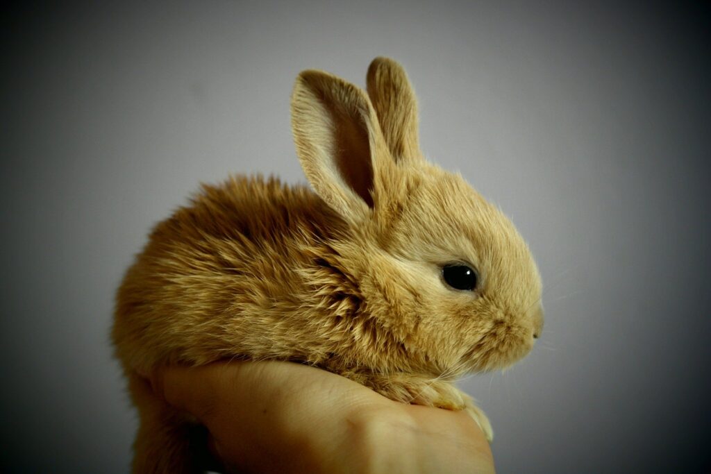 Voeding Ongeschikt zag Algemene gezondheid van het konijn: 10 tips - Dierenkliniek De Berg
